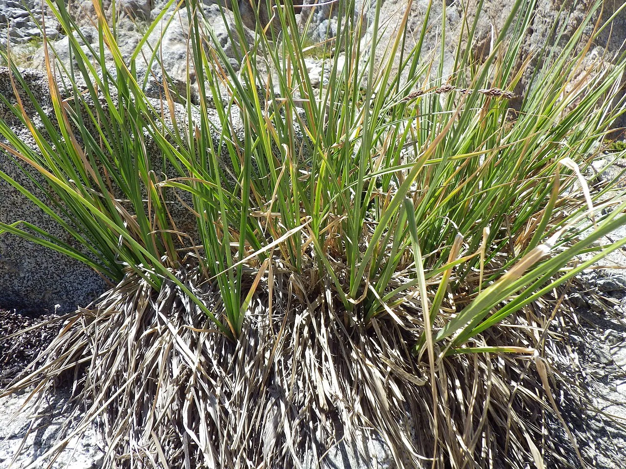 Congdon's Sedge — photo by Matt Lavin
