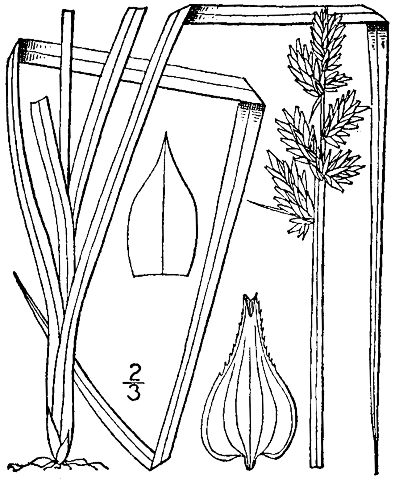 Soft Fox Sedge — photo by Britton, N.L., and A. Brown. 1913. An illustrated flora of the northern Unite…