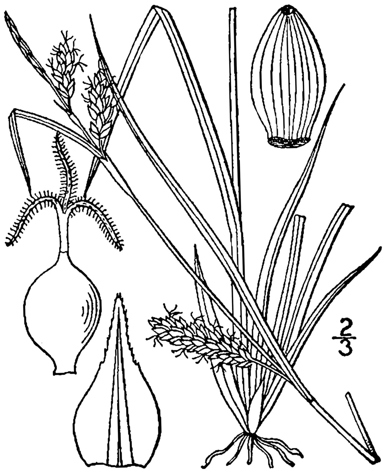 Openfield Sedge — photo by Britton, N.L., and A. Brown. 1913. An illustrated flora of the northern Unite…