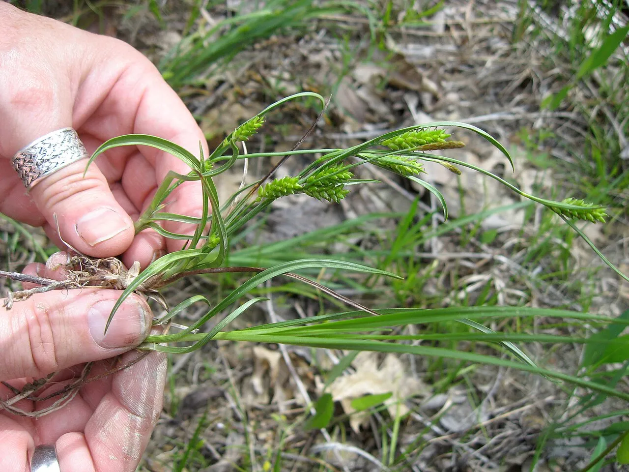 Crawe's Sedge — photo by Mason Brock ( Masebrock )