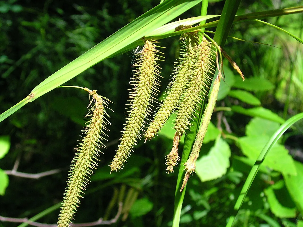 Fringed Sedge (var. brevicrinis) — photo by Superior National Forest