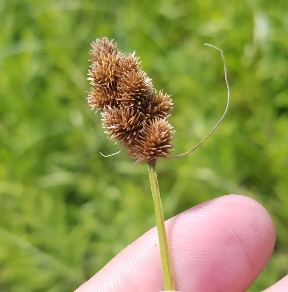 Crested Sedge — photo by cassi saari