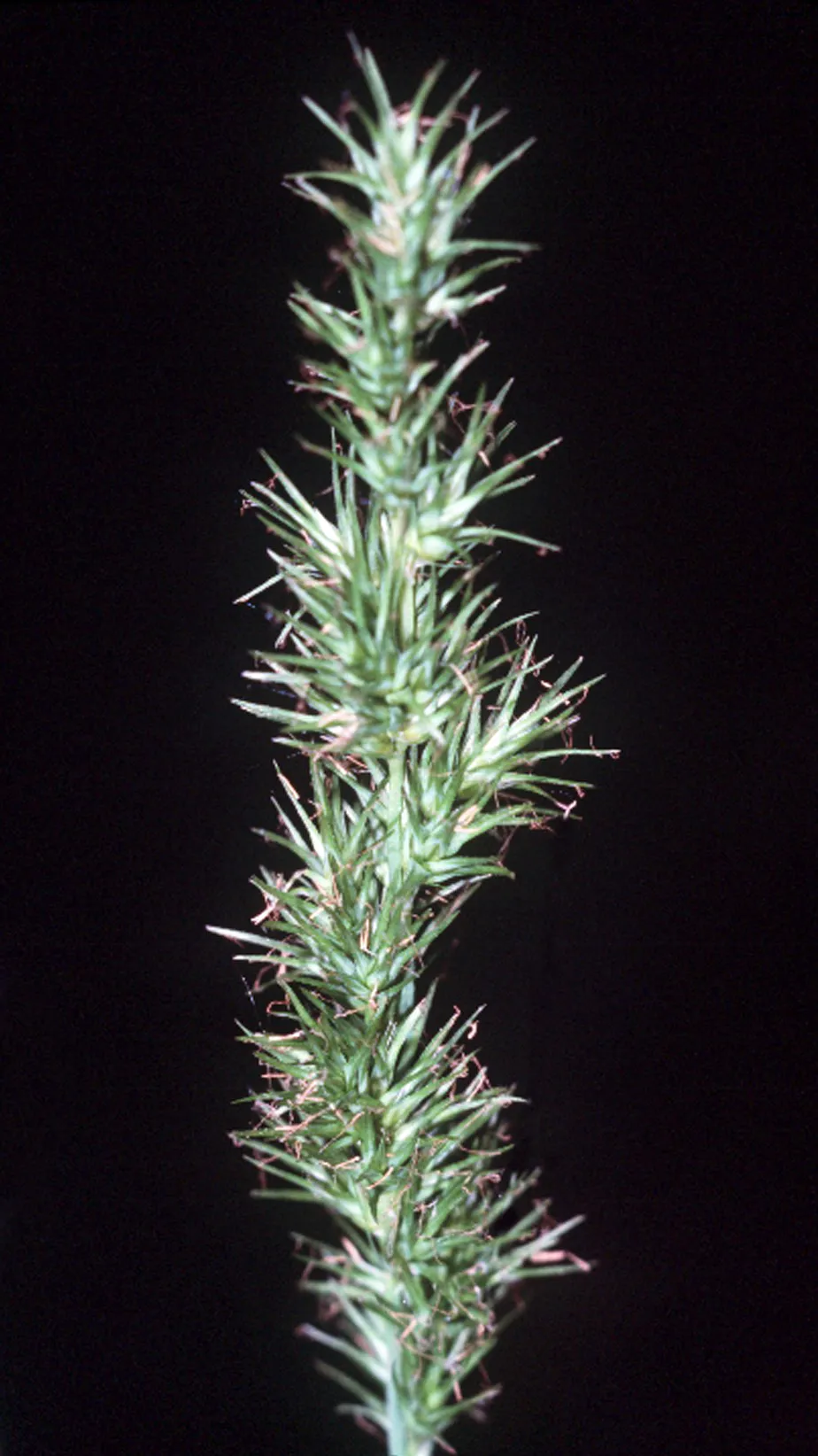 Ravenfoot Sedge — photo by Robert H. Mohlenbrock. USDA SCS. 1989. Midwest wetland flora: Field office il…