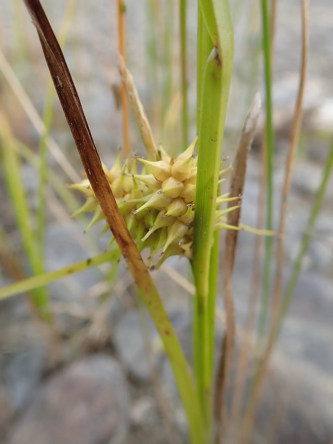 Northeastern Sedge — photo by (c) Rob Foster, some rights reserved (CC BY)