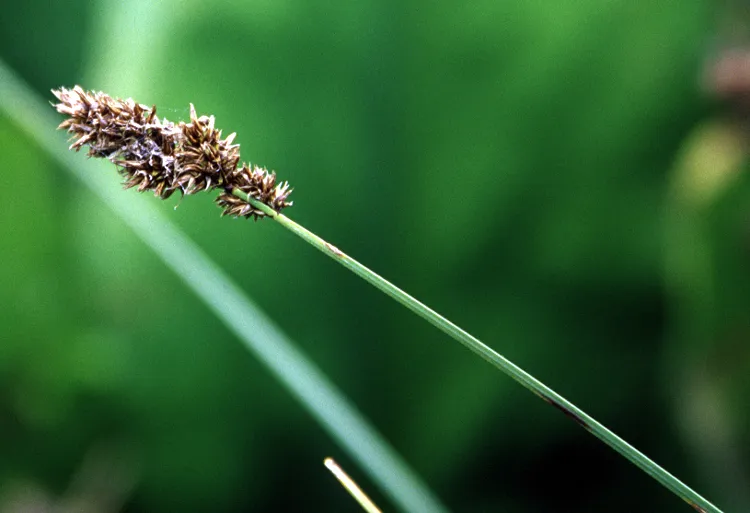 Cusick's Sedge — photo by Gordon Leppig & Andrea J. Pickart