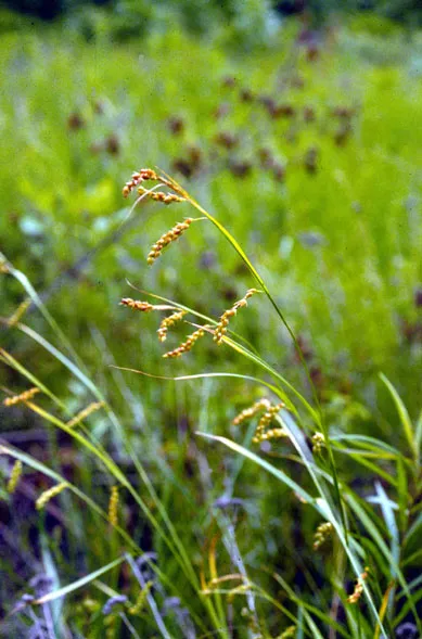 Davis' Sedge — photo by Wikimedia Commons