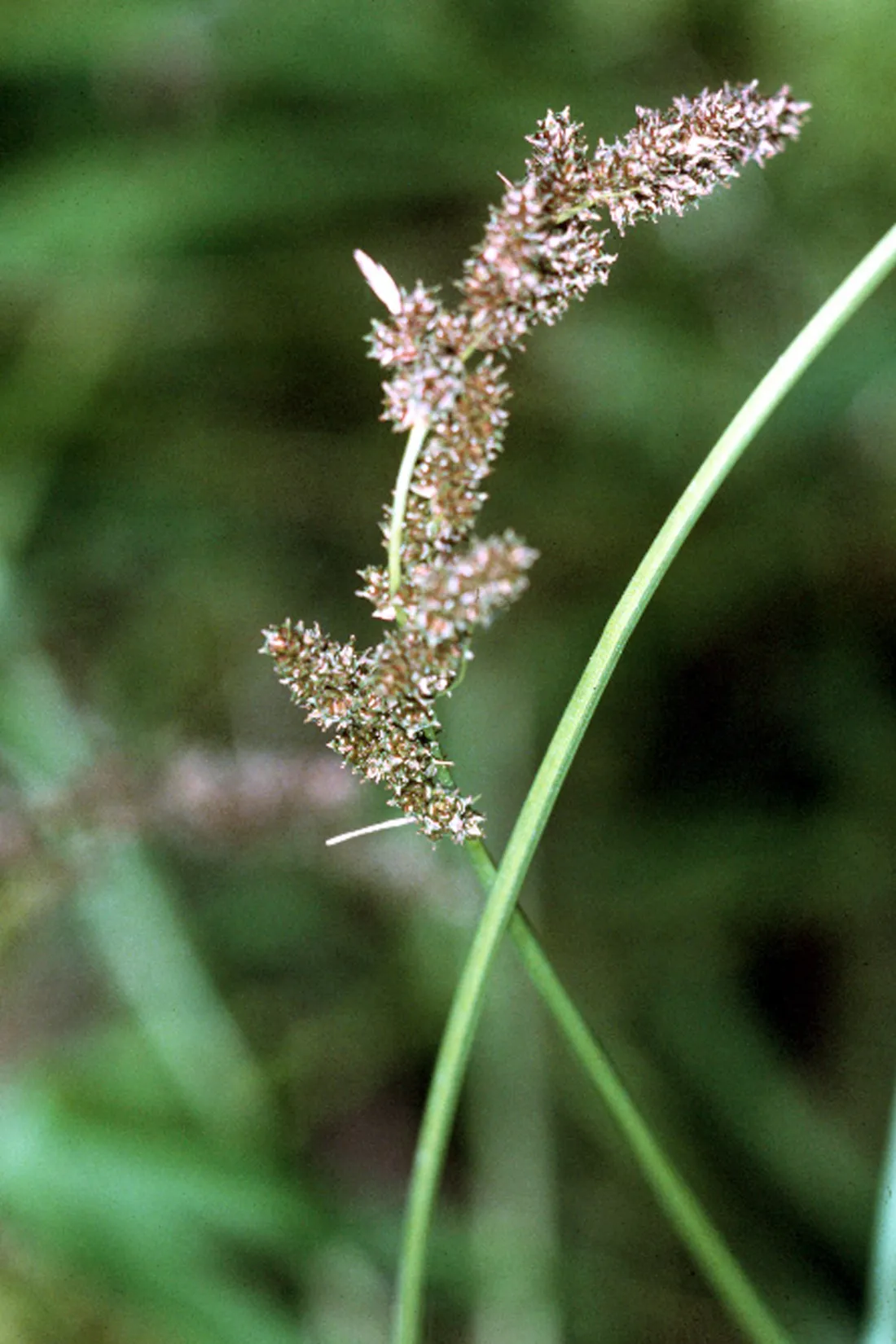 Cypressknee Sedge — photo by Robert H. Mohlenbrock. USDA SCS. 1991. Southern wetland flora: Field office g…