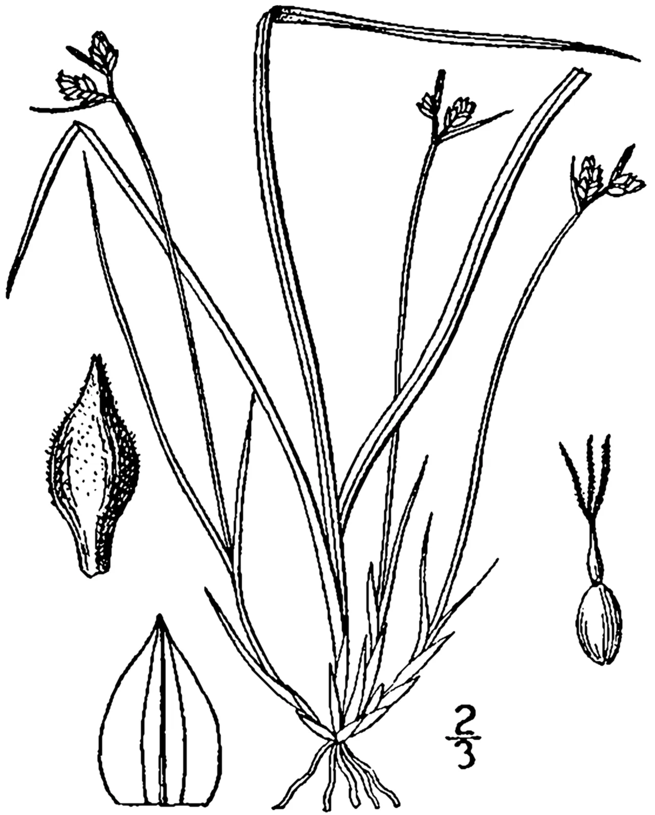 Northern Sedge — photo by Britton, N.L., and A. Brown. 1913. An illustrated flora of the northern Unite…