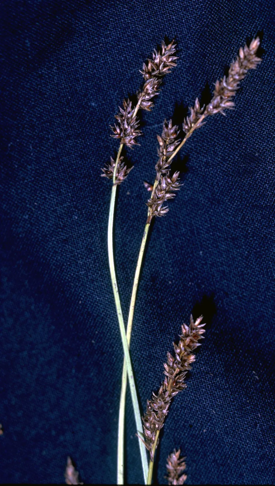 Lesser Panicled Sedge — photo by Robert H. Mohlenbrock. USDA NRCS, 1992, Western wetland flora: Field office g…
