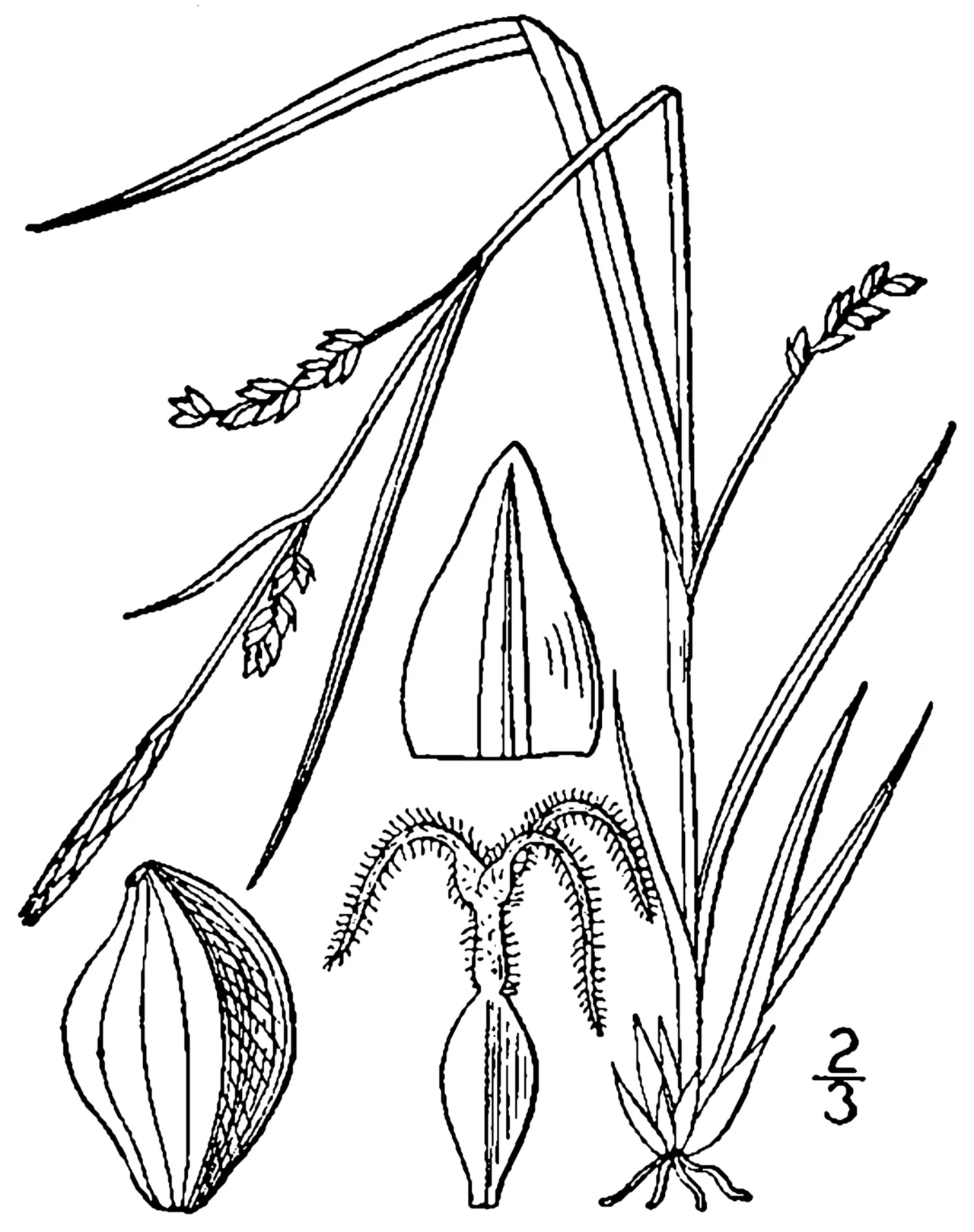 Slender Woodland Sedge