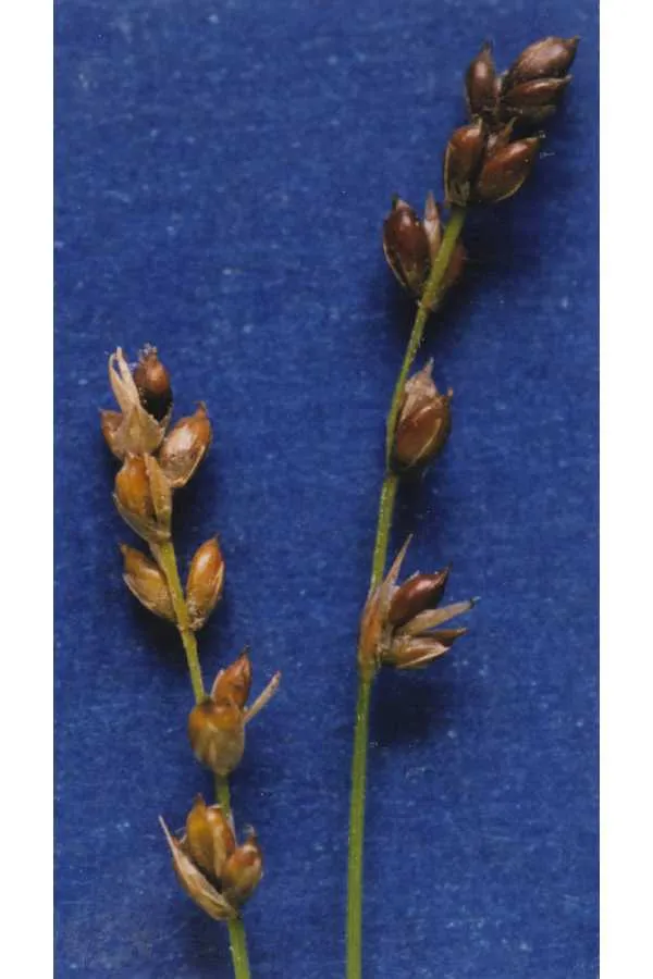 Softleaf Sedge — photo by Hurd, E.G., N.L. Shaw, J. Mastrogiuseppe, L.C. Smithman, and S. Goodrich.