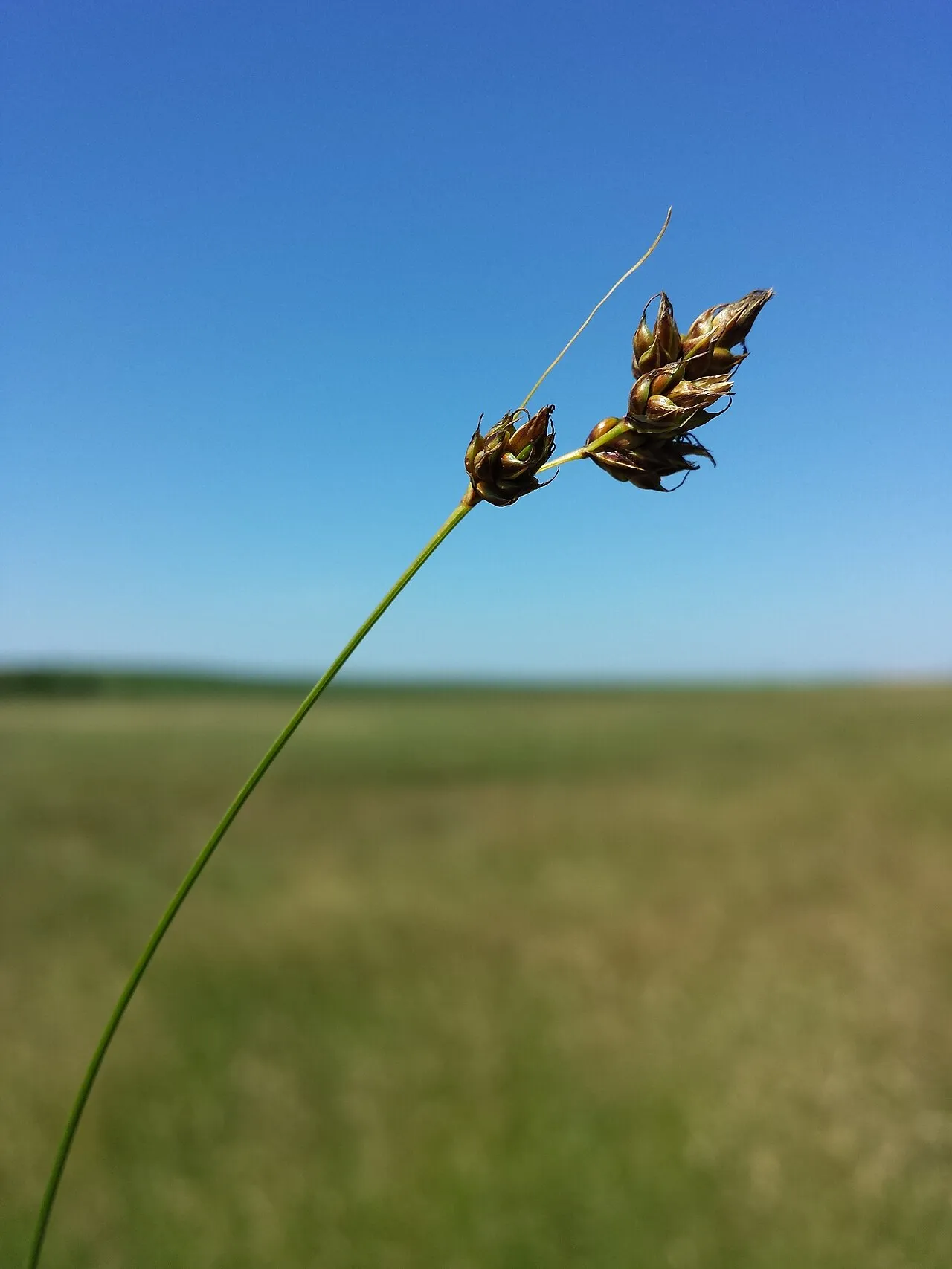 Separated Sedge — photo by Stefan.lefnaer
