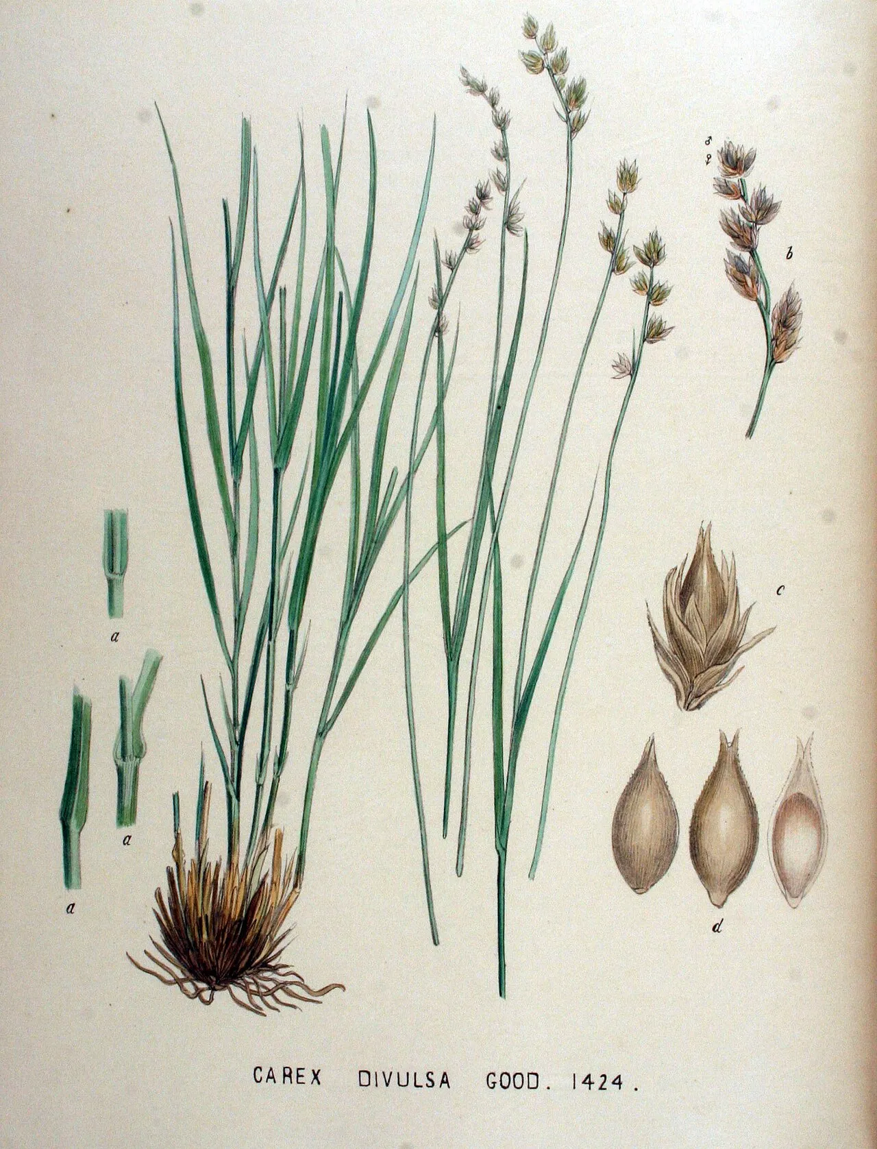 Grassland Sedge — photo by Jan Kops
