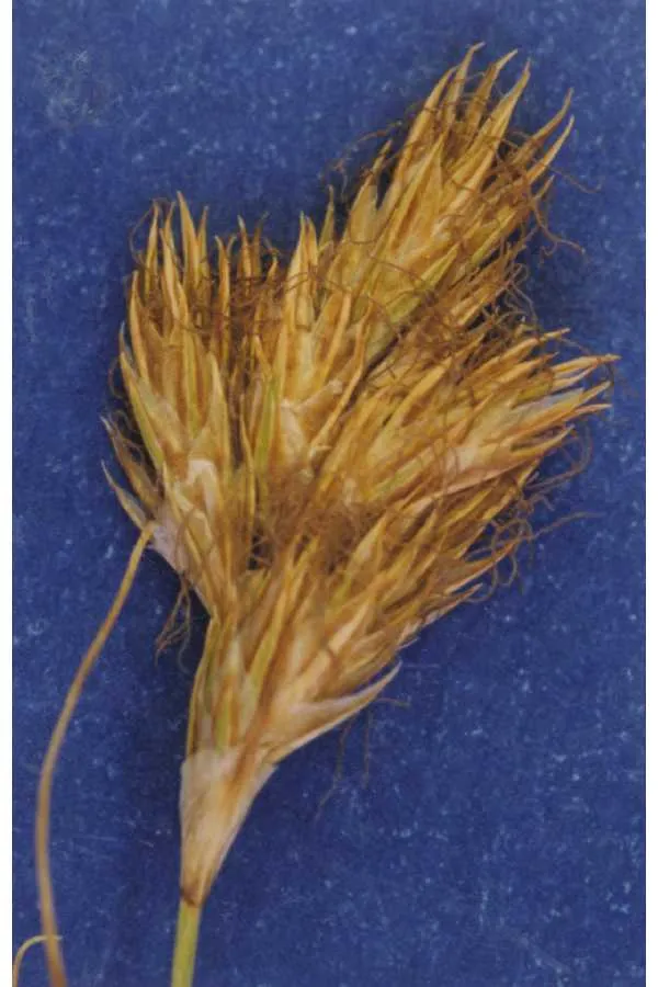 Douglas' Sedge — photo by Hurd, E.G., N.L. Shaw, J. Mastrogiuseppe, L.C. Smithman, and S. Goodrich.