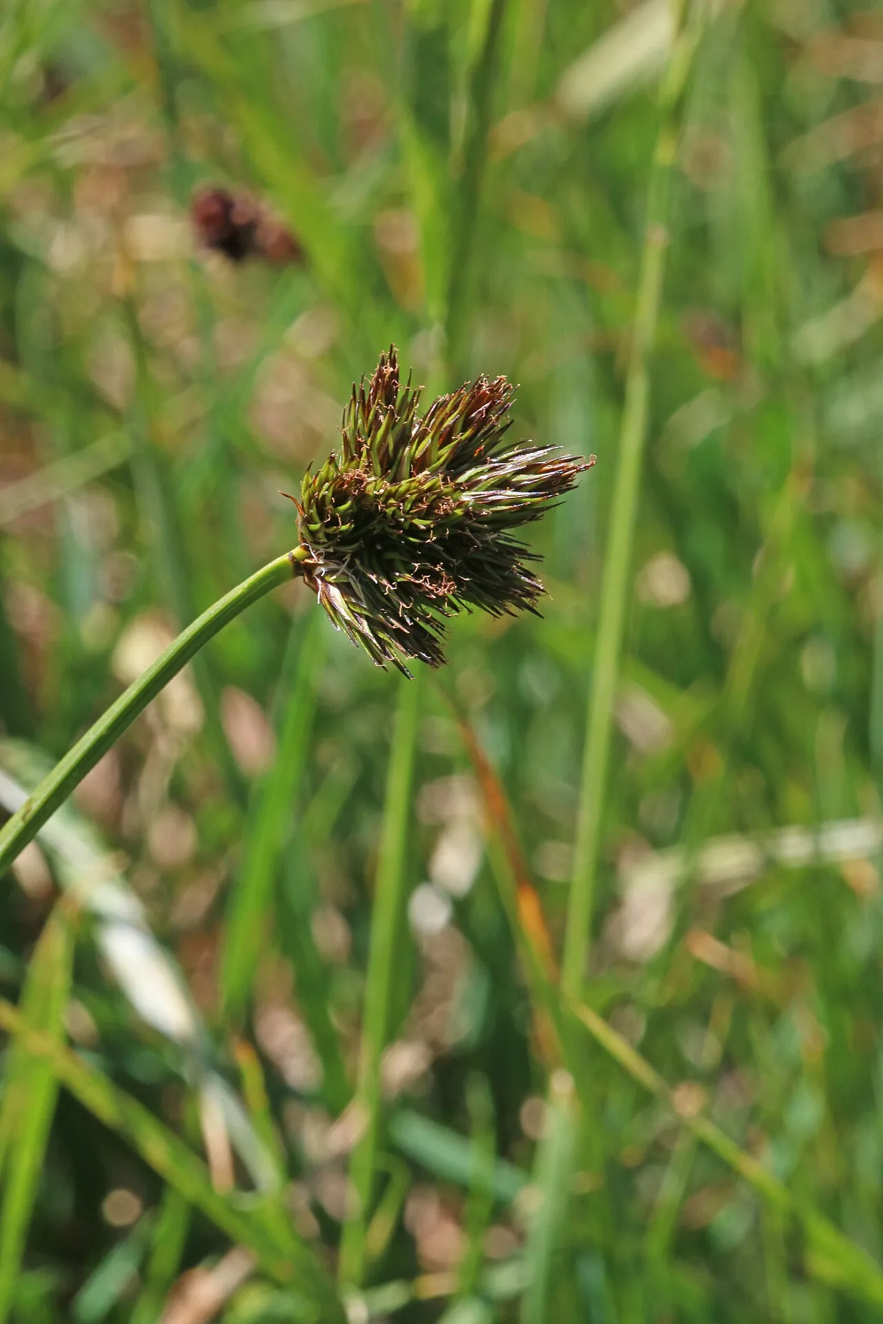 Ebony Sedge — photo by Andrey Zharkikh from Salt Lake City, USA