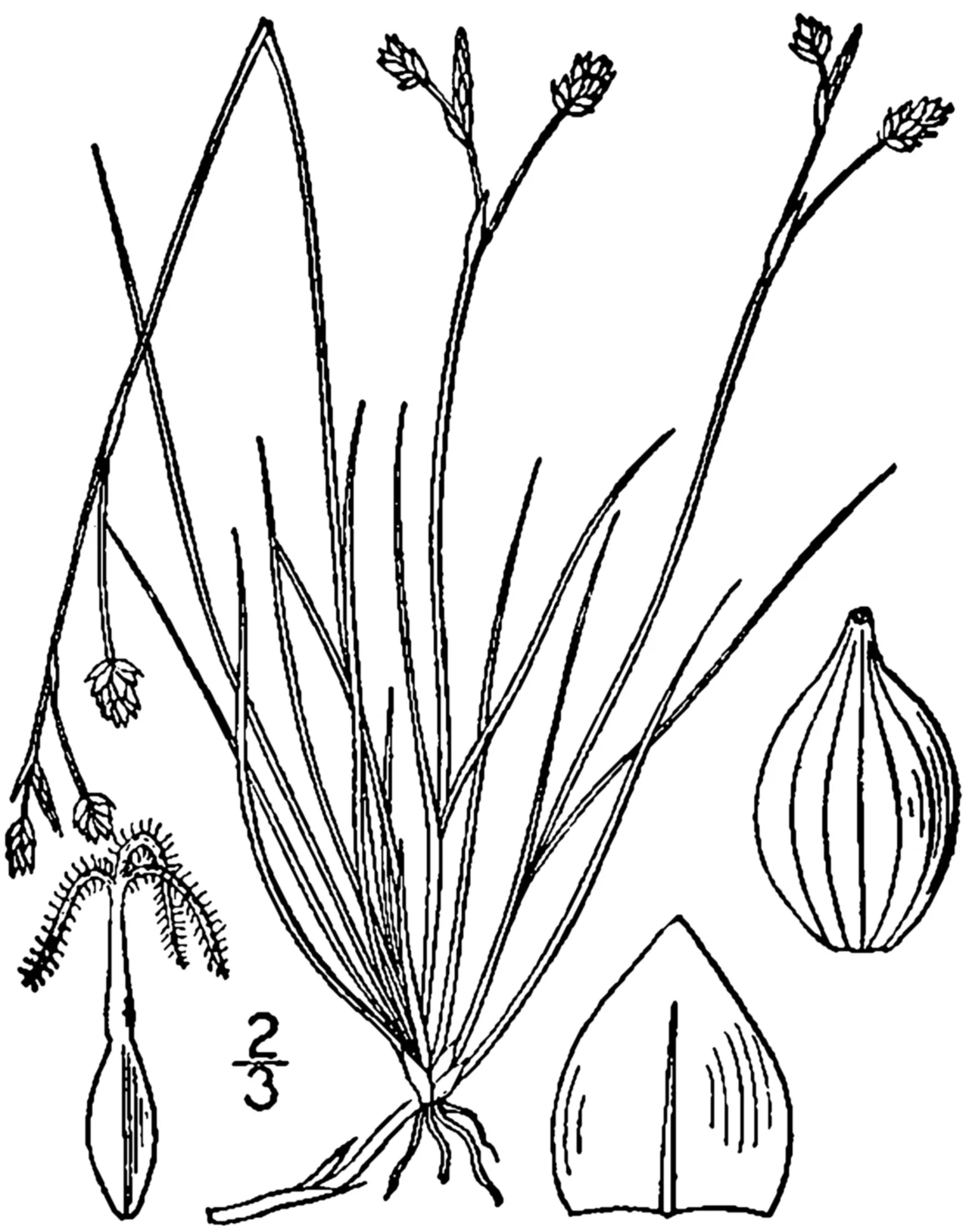 Bristleleaf Sedge