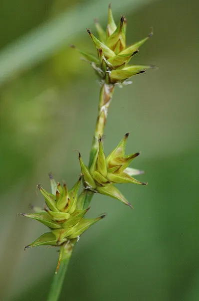 Star Sedge