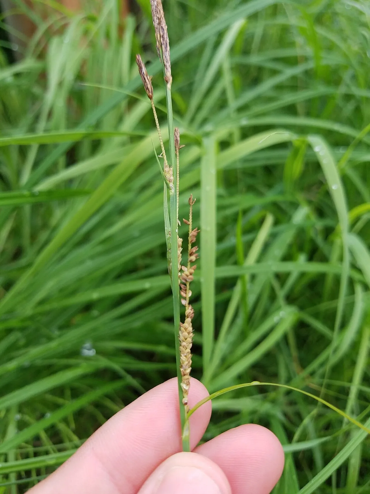 Emory's Sedge — photo by cassi saari
