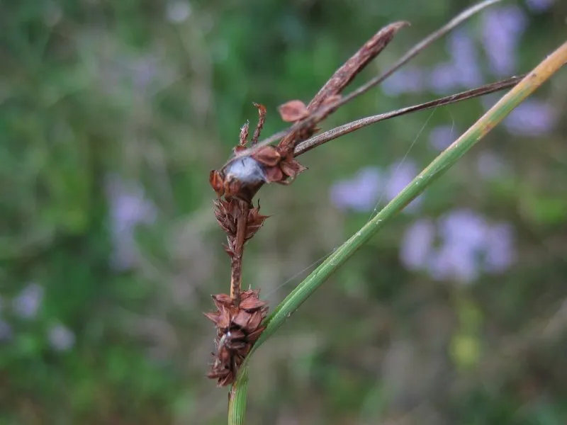 Longbract Sedge — photo by Kristian Peters -- Fabelfroh 09:37, 18 December 2006 (UTC)