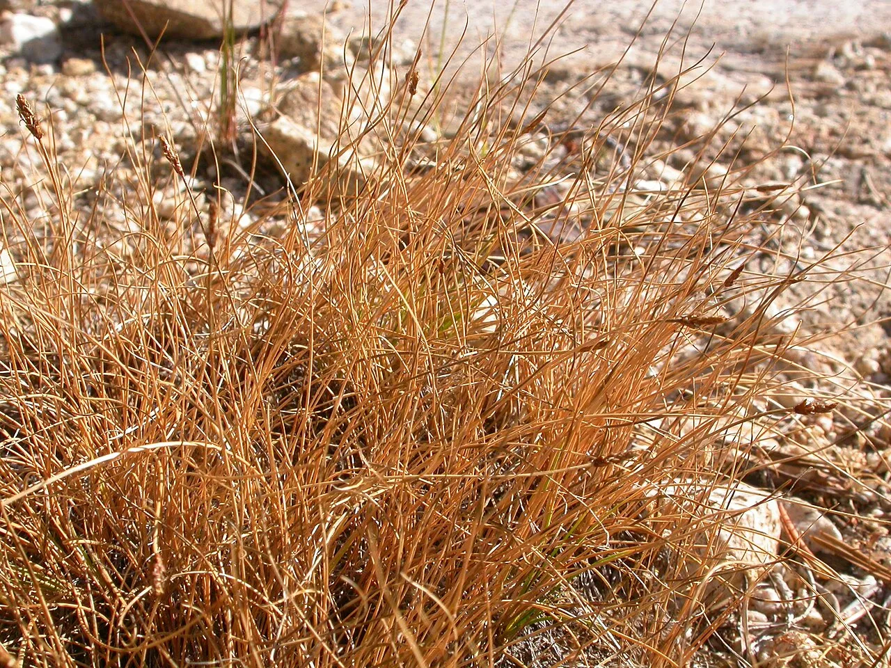 Threadleaf Sedge