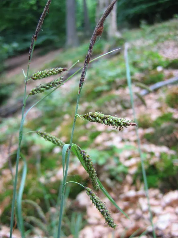 Heath Sedge — photo by Kristian Peters -- Fabelfroh 09:16, 13 July 2006 (UTC)