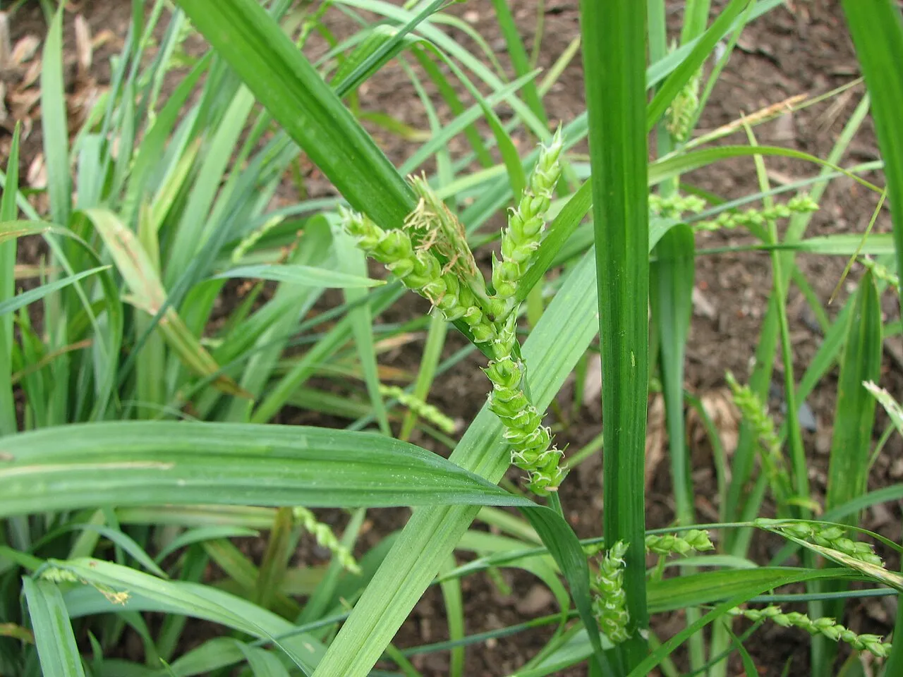 Thinfruit Sedge — photo by Choess