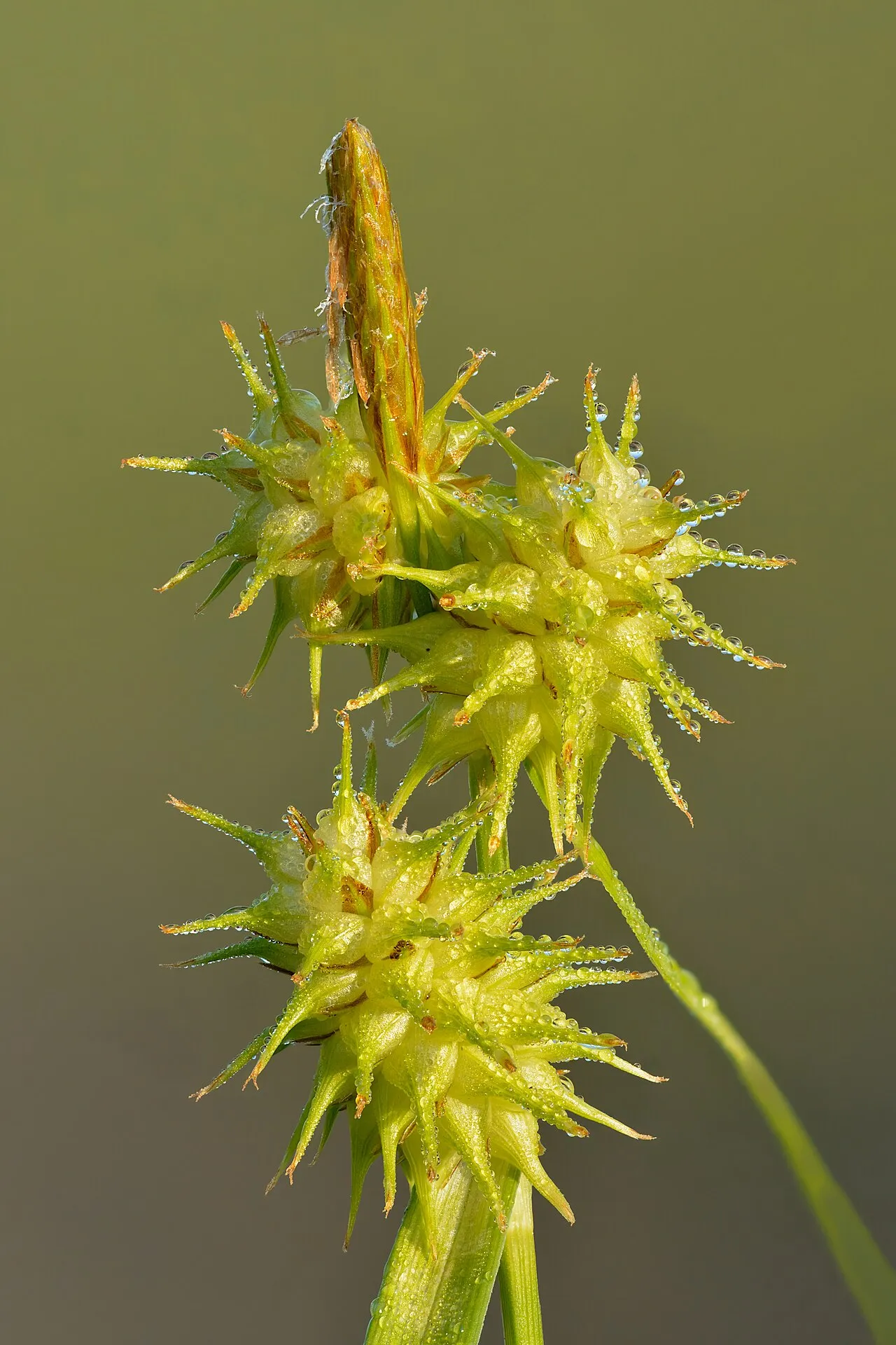 Yellow Sedge — photo by Ivar Leidus