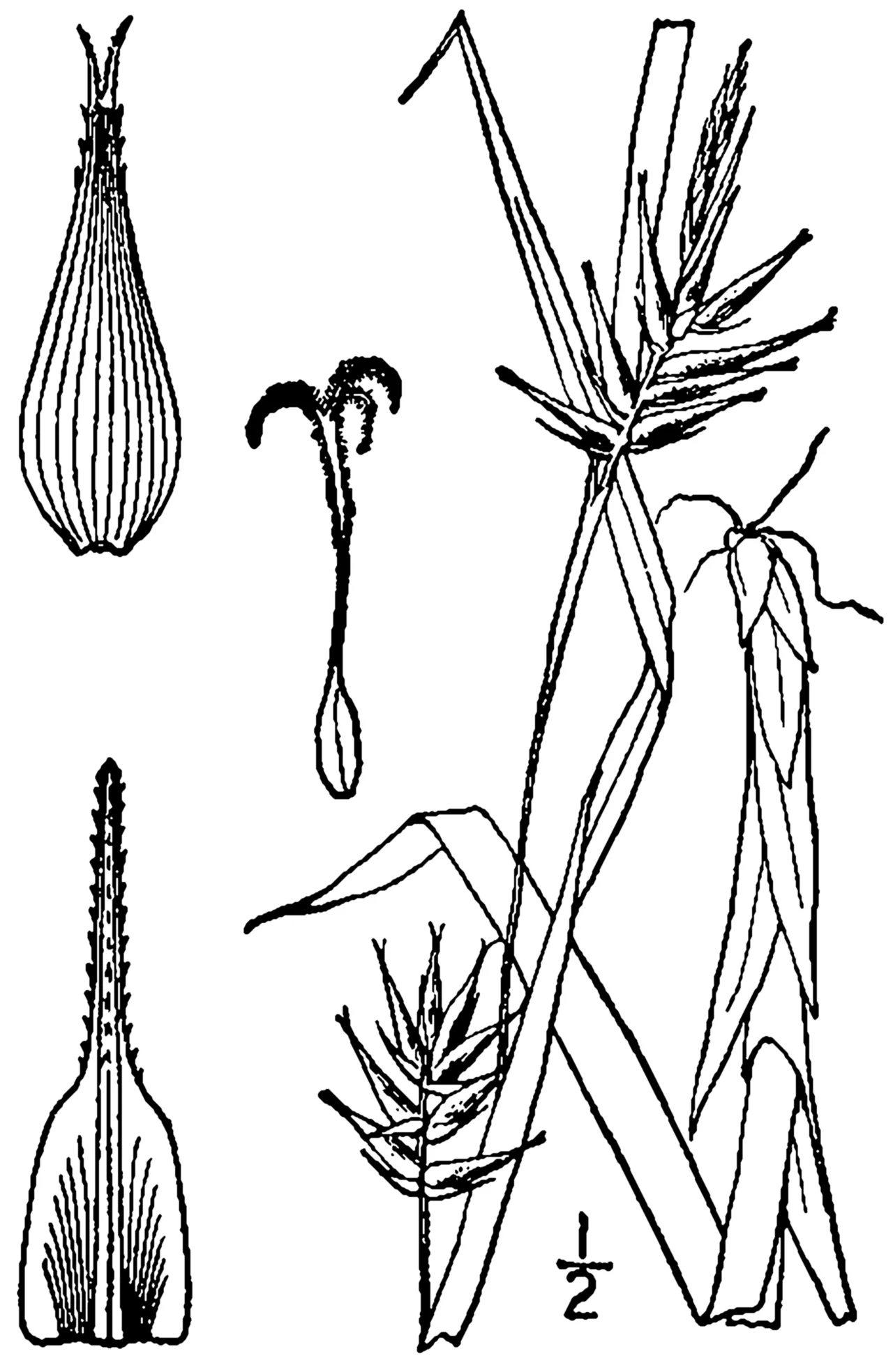 Northern Long Sedge — photo by Britton, N.L., and A. Brown. 1913. An illustrated flora of the northern Unite…