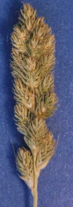 Fragile Sheath Sedge — photo by Hurd, E.G., N.L. Shaw, J. Mastrogiuseppe, L.C. Smithman, and S. Goodrich.
