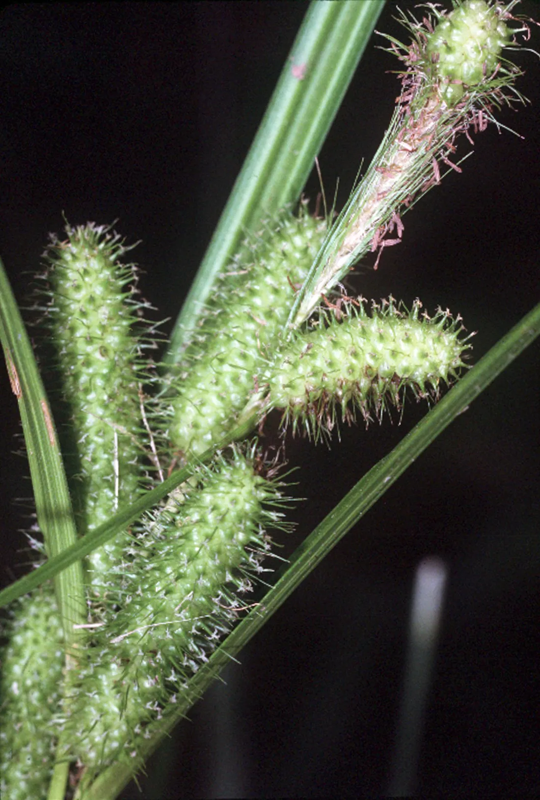 Frank's Sedge — photo by Robert H. Mohlenbrock. USDA SCS. 1989. Midwest wetland flora: Field office il…