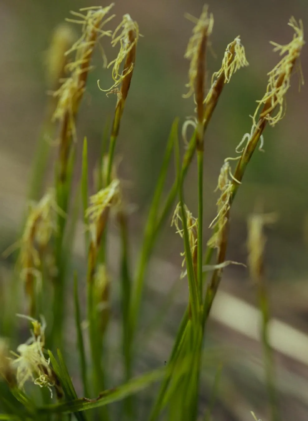 Geyer's Sedge — photo by Matt Lavin