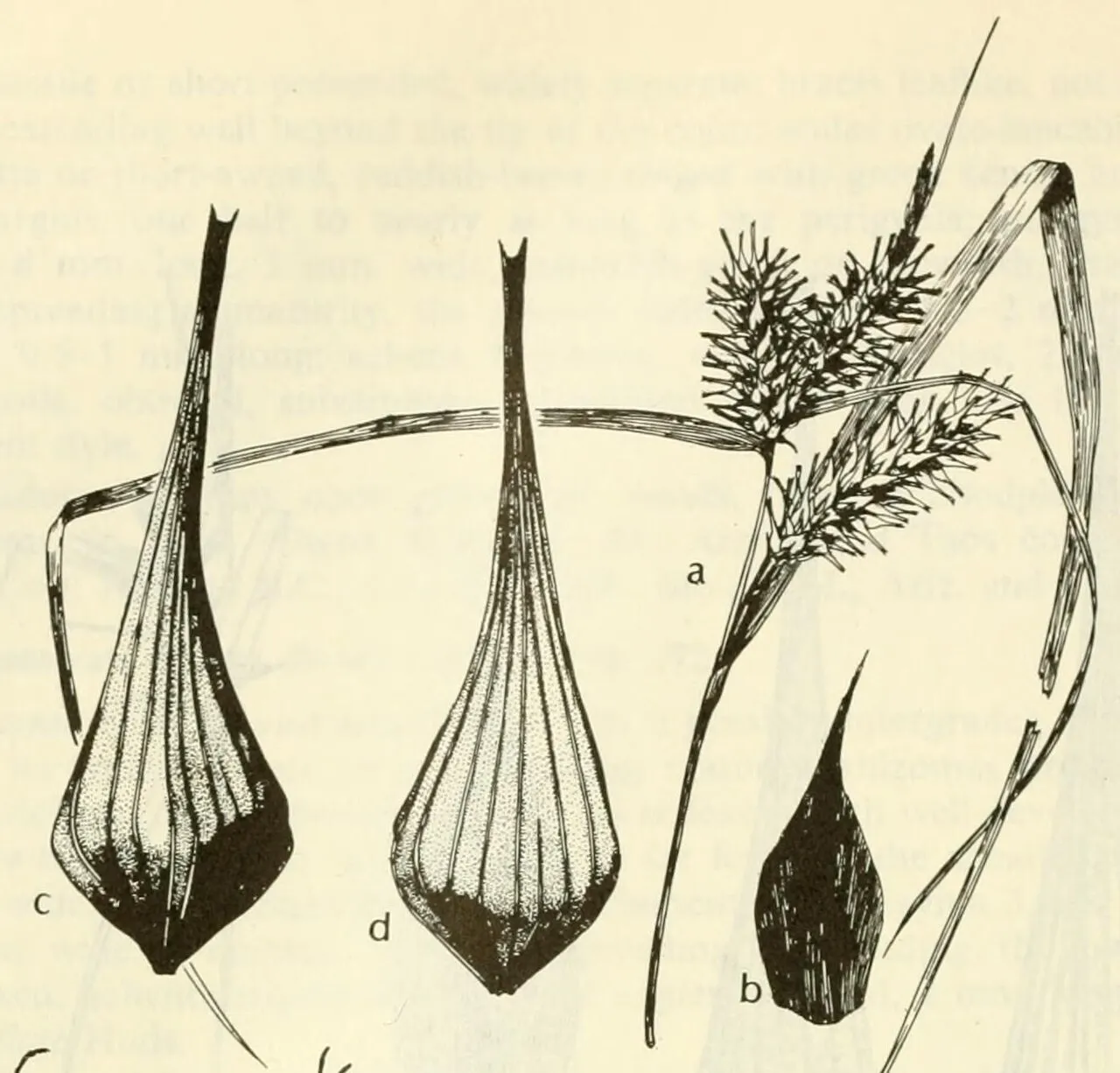 Giant Sedge — photo by Correll, Donovan Stewart; Correll, Helen B.