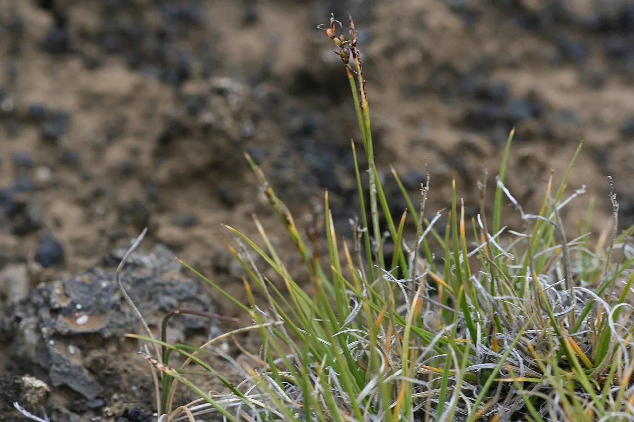 Glacial Sedge — photo by Ragnhild&Neil Crawford from Sweden