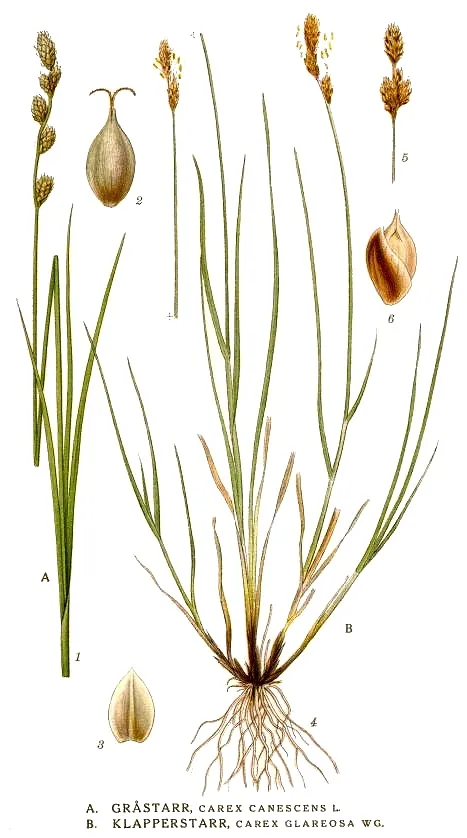 Lesser Saltmarsh Sedge — photo by Carl Axel Magnus Lindman