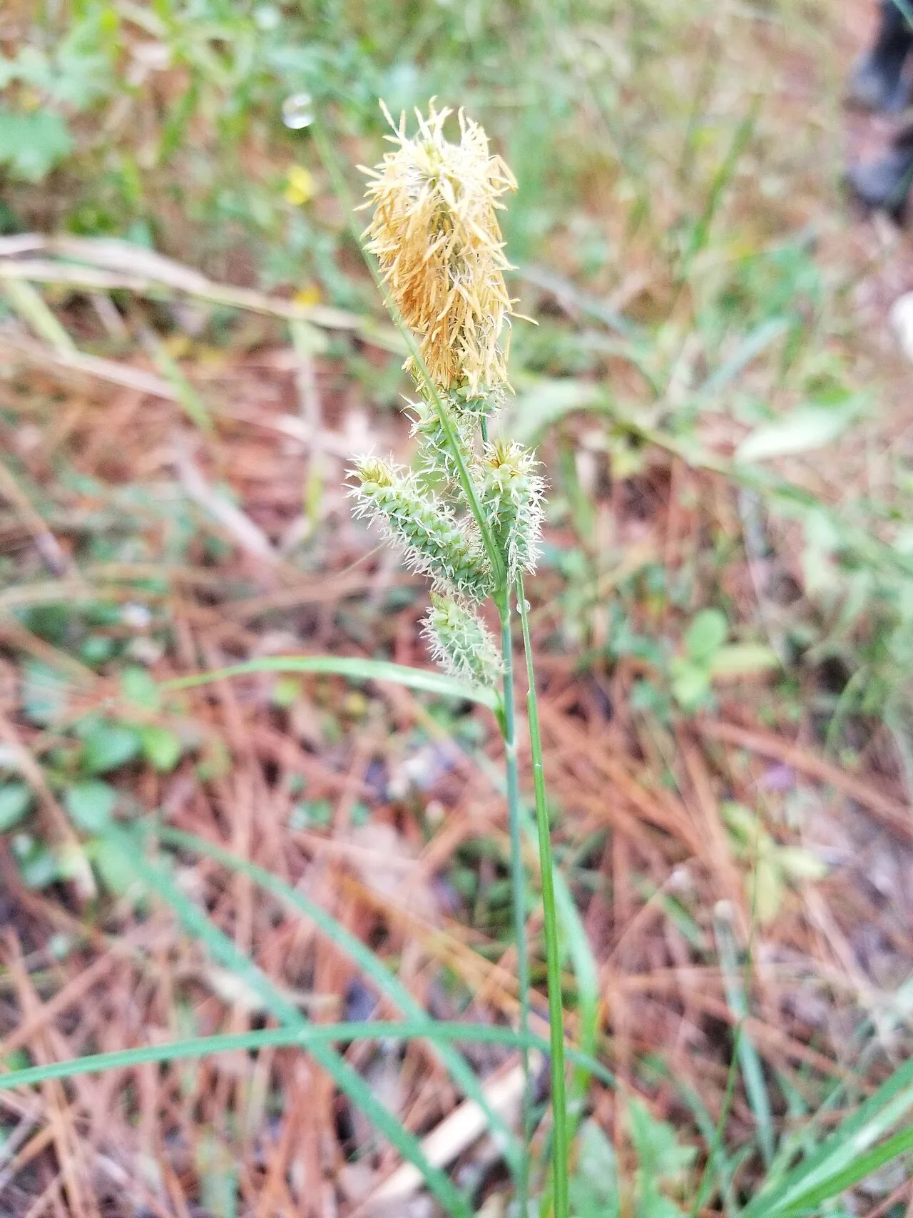 Southern Waxy Sedge — photo by Karabingham97