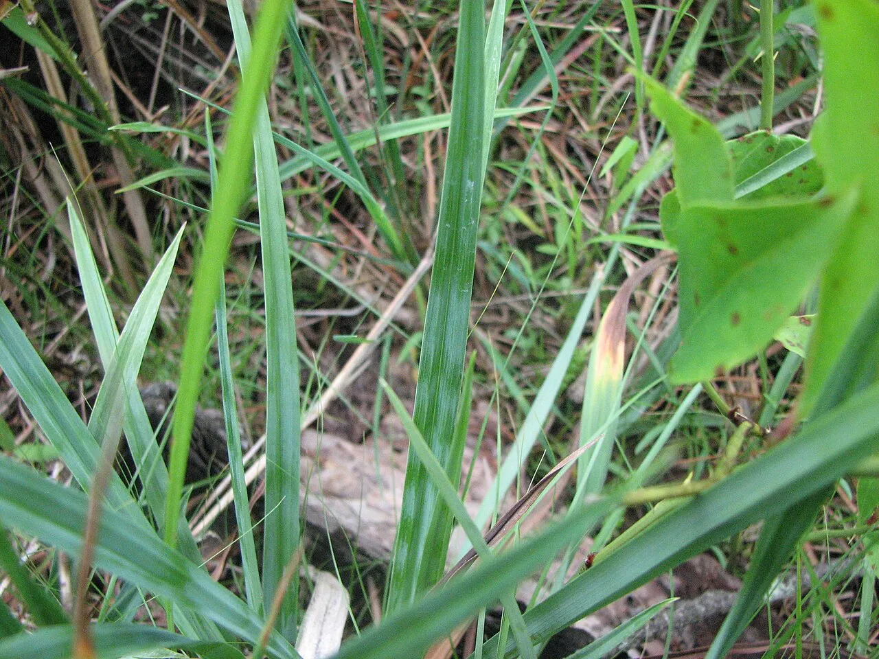 Blue Sedge — photo by Choess