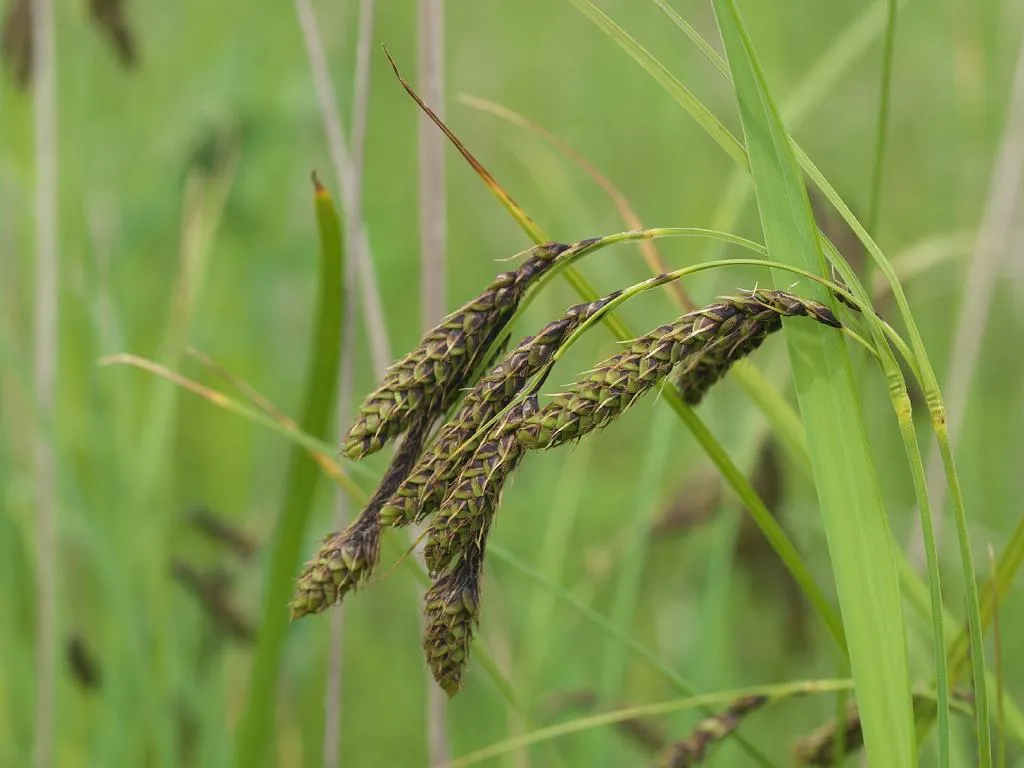 Gmelin's Sedge — photo by Keisotyo