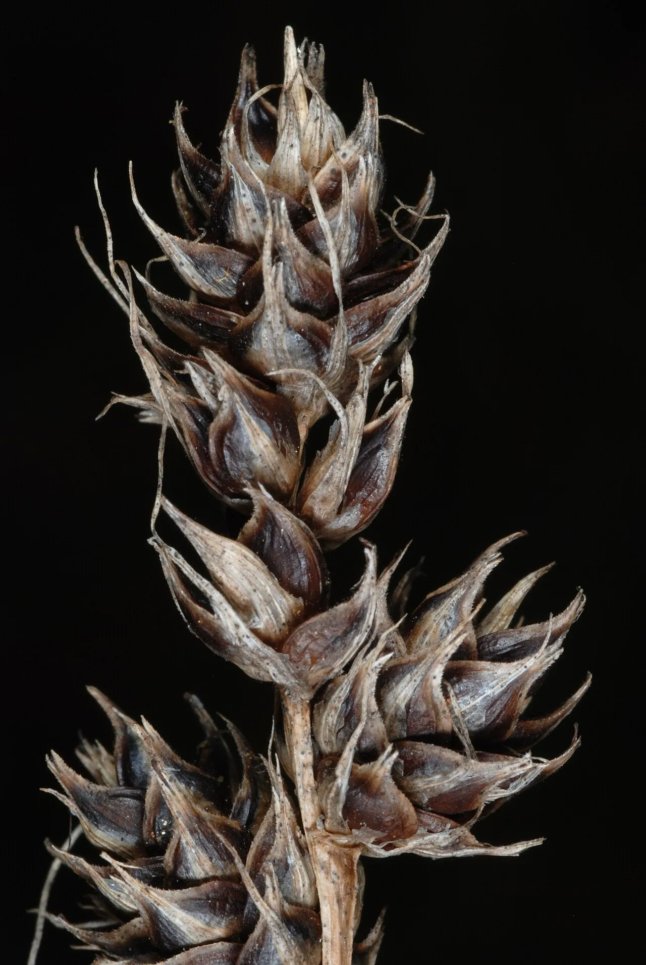Heavy Sedge (var. gravida) — photo by Doug Goldman. Provided by USDA NRCS National Plants Data Team (NPDT). United…