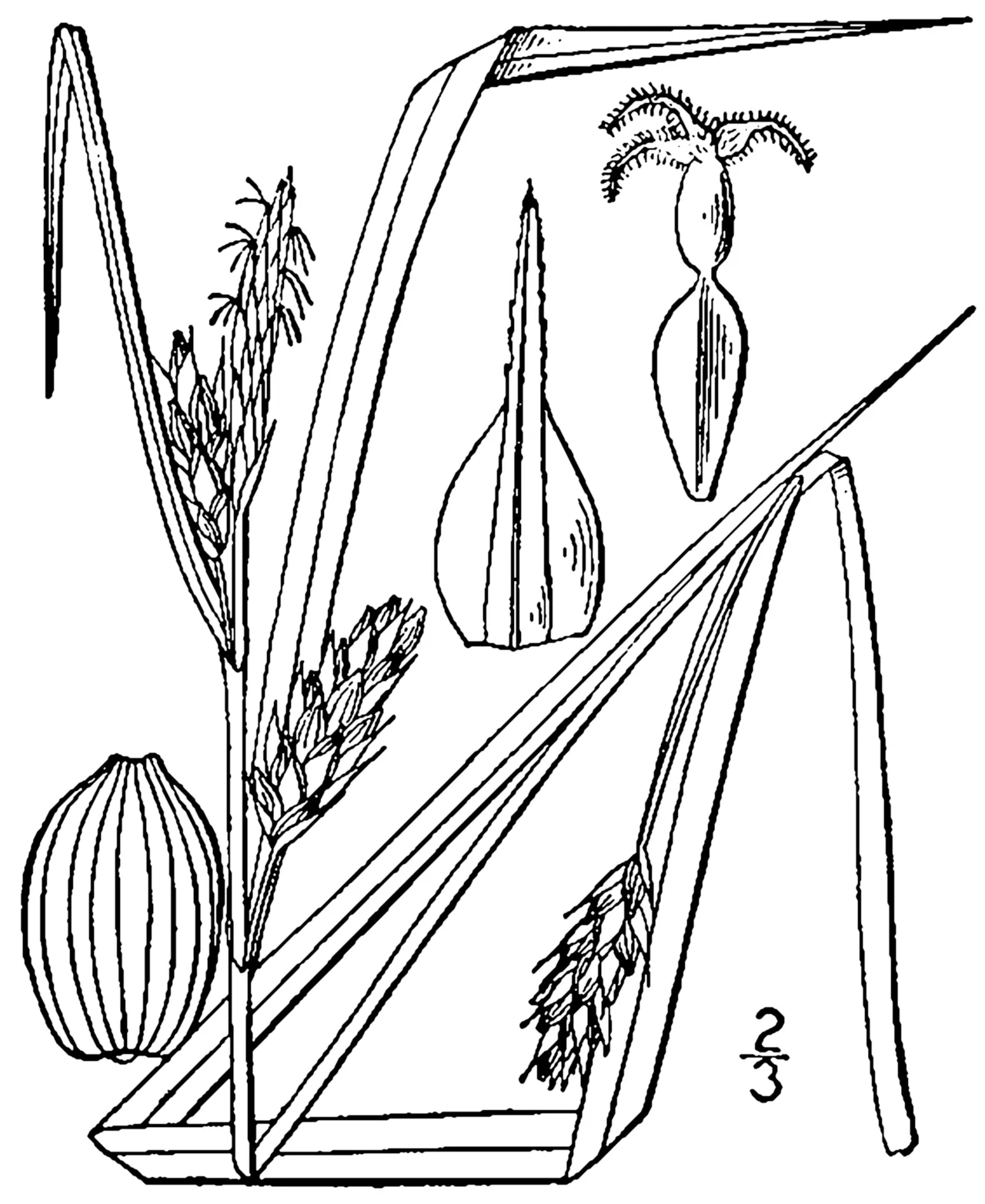 Inflated Narrow-leaf Sedge — photo by Britton, N.L., and A. Brown. 1913. An illustrated flora of the northern Unite…