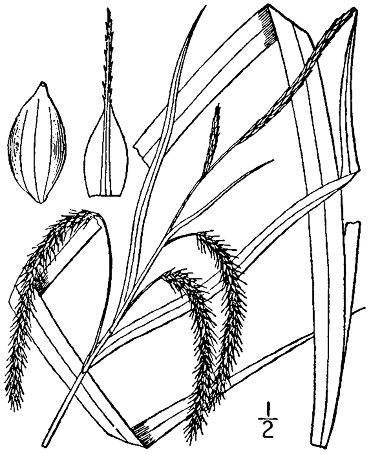 Nodding Sedge — photo by Britton, N.L., and A. Brown. 1913. An illustrated flora of the northern Unite…