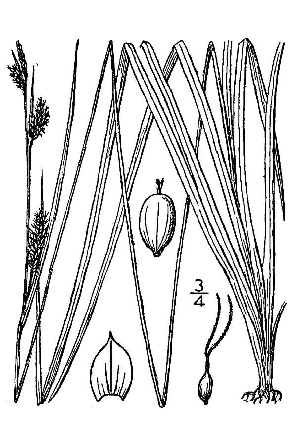 Salt Sedge — photo by Britton, N.L., and A. Brown.