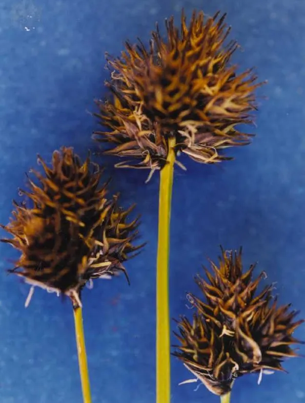 Cloud Sedge — photo by Hurd, E.G., N.L. Shaw, J. Mastrogiuseppe, L.C. Smithman, and S. Goodrich.