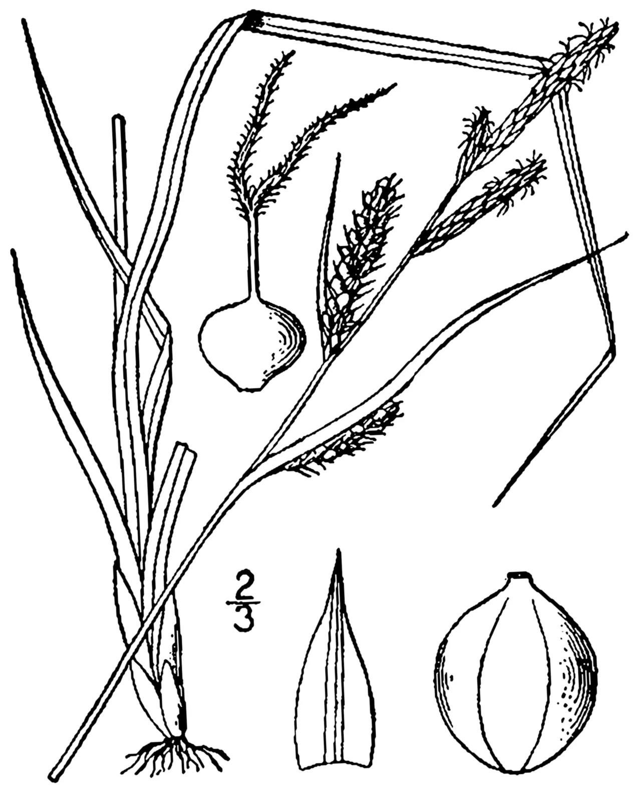 Hayden's Sedge — photo by Britton, N.L., and A. Brown. 1913. An illustrated flora of the northern Unite…