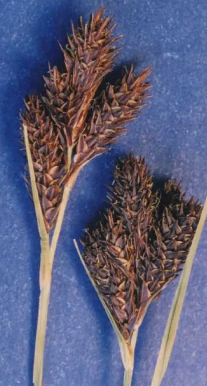Heller's Sedge — photo by Hurd, E.G., N.L. Shaw, J. Mastrogiuseppe, L.C. Smithman, and S. Goodrich.