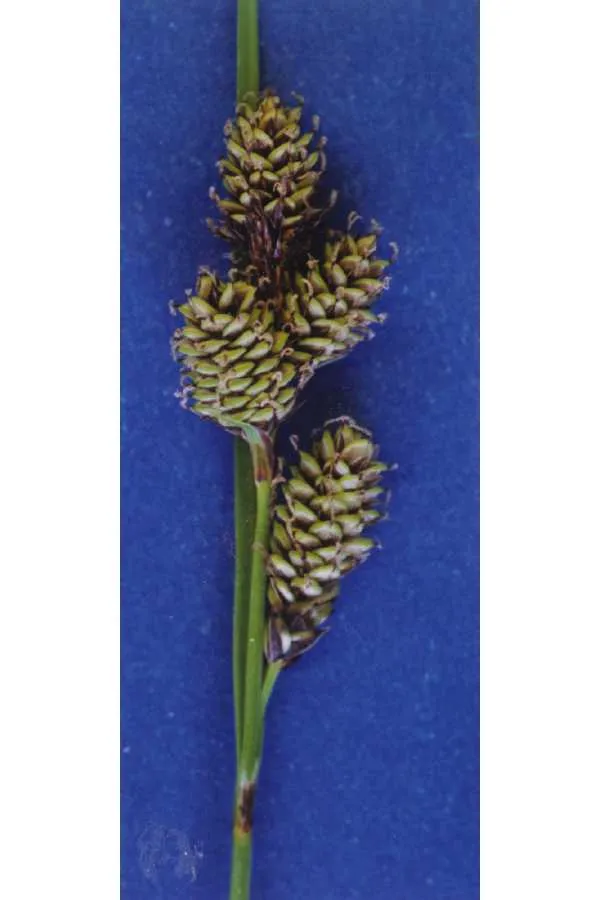 Different-nerve Sedge — photo by Hurd, E.G., N.L. Shaw, J. Mastrogiuseppe, L.C. Smithman, and S. Goodrich.