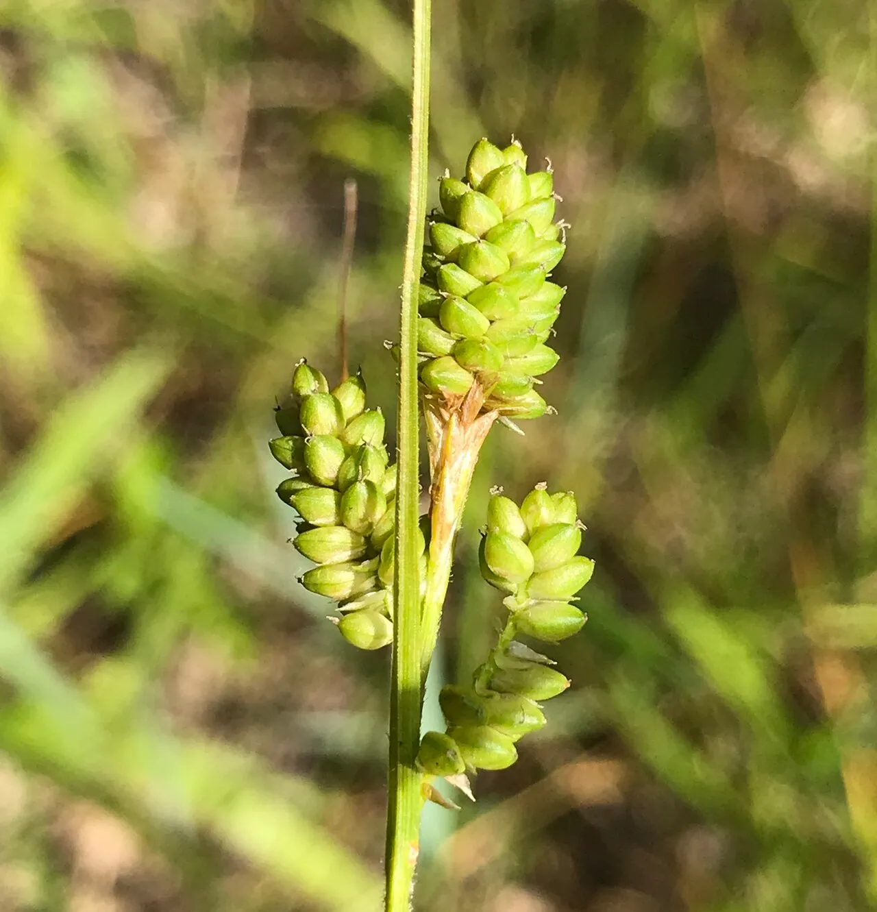 Fuzzy Wuzzy Sedge — photo by (c) Summit Metro Parks, some rights reserved (CC BY-SA)
