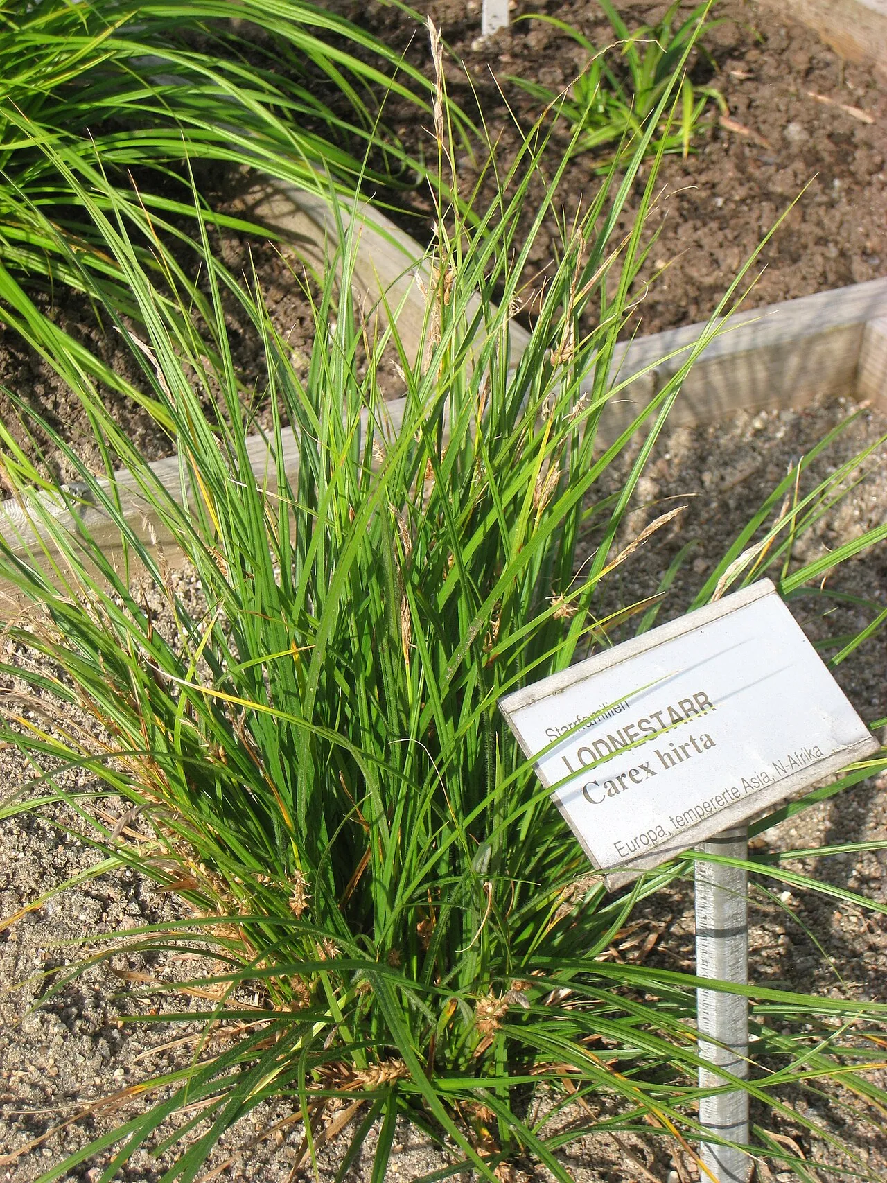 Hammer Sedge — photo by Daderot