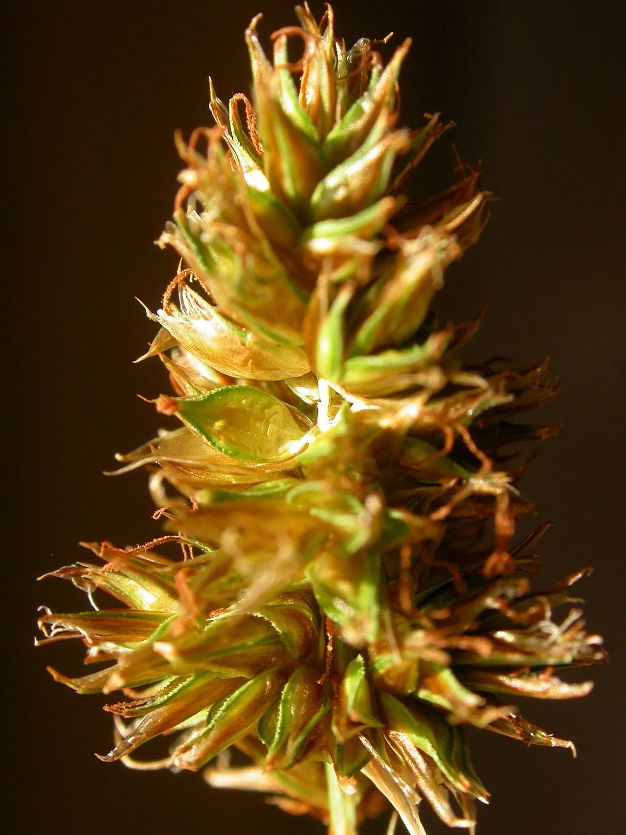 Hood's Sedge — photo by Matt Lavin