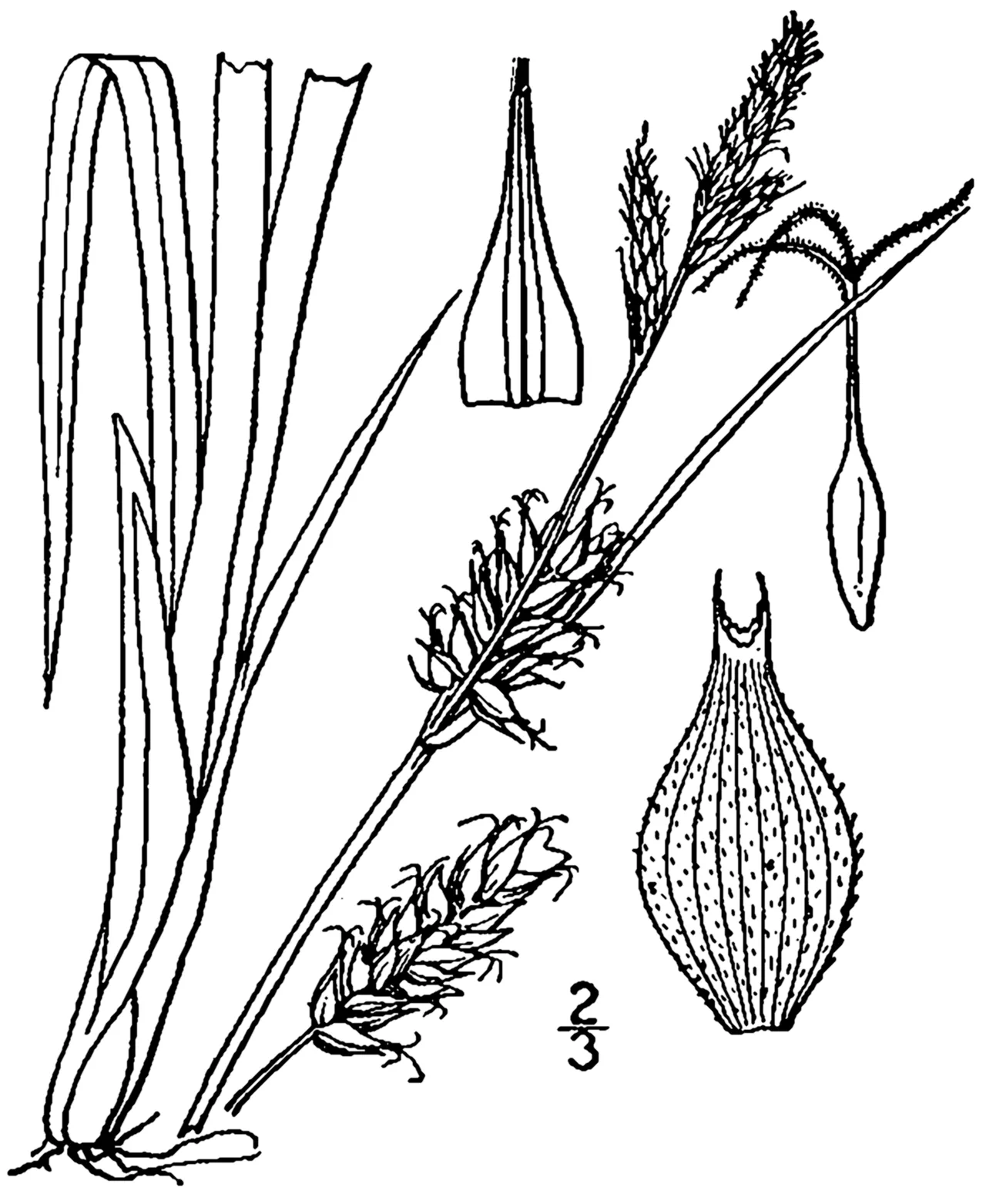 Houghton's Sedge — photo by Britton, N.L., and A. Brown. 1913. An illustrated flora of the northern Unite…