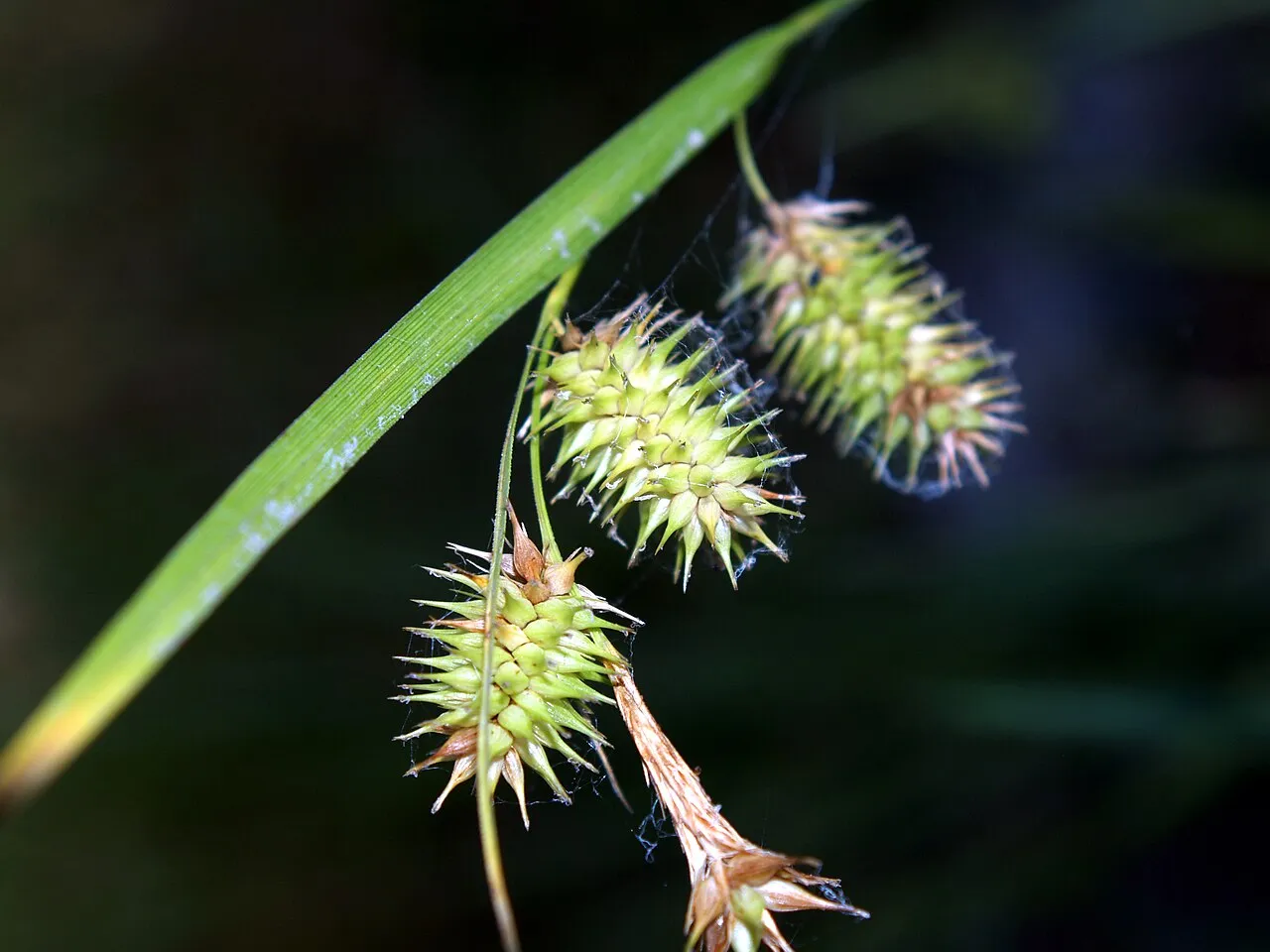 Bottlebrush Sedge